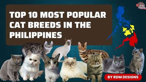 Exploring the World of Philippine Domestic Cat Breeds.